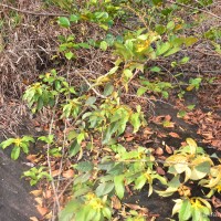 Hugonia ferruginea Wight & Arn.